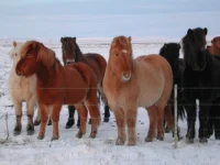 Icelandic Horse