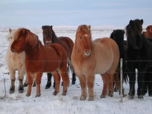 Icelandic Horse
