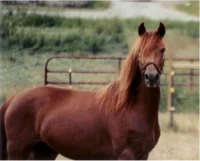 Morgan Horse