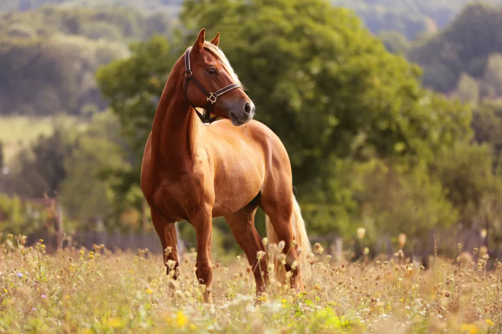 100 Fun Facts About Horses