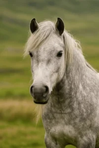 Connemara Pony