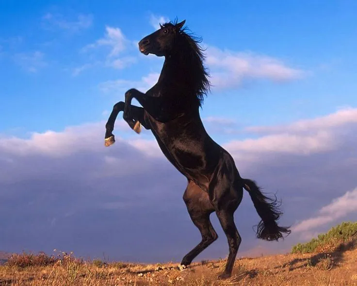 Fun Facts About Mustang Horses