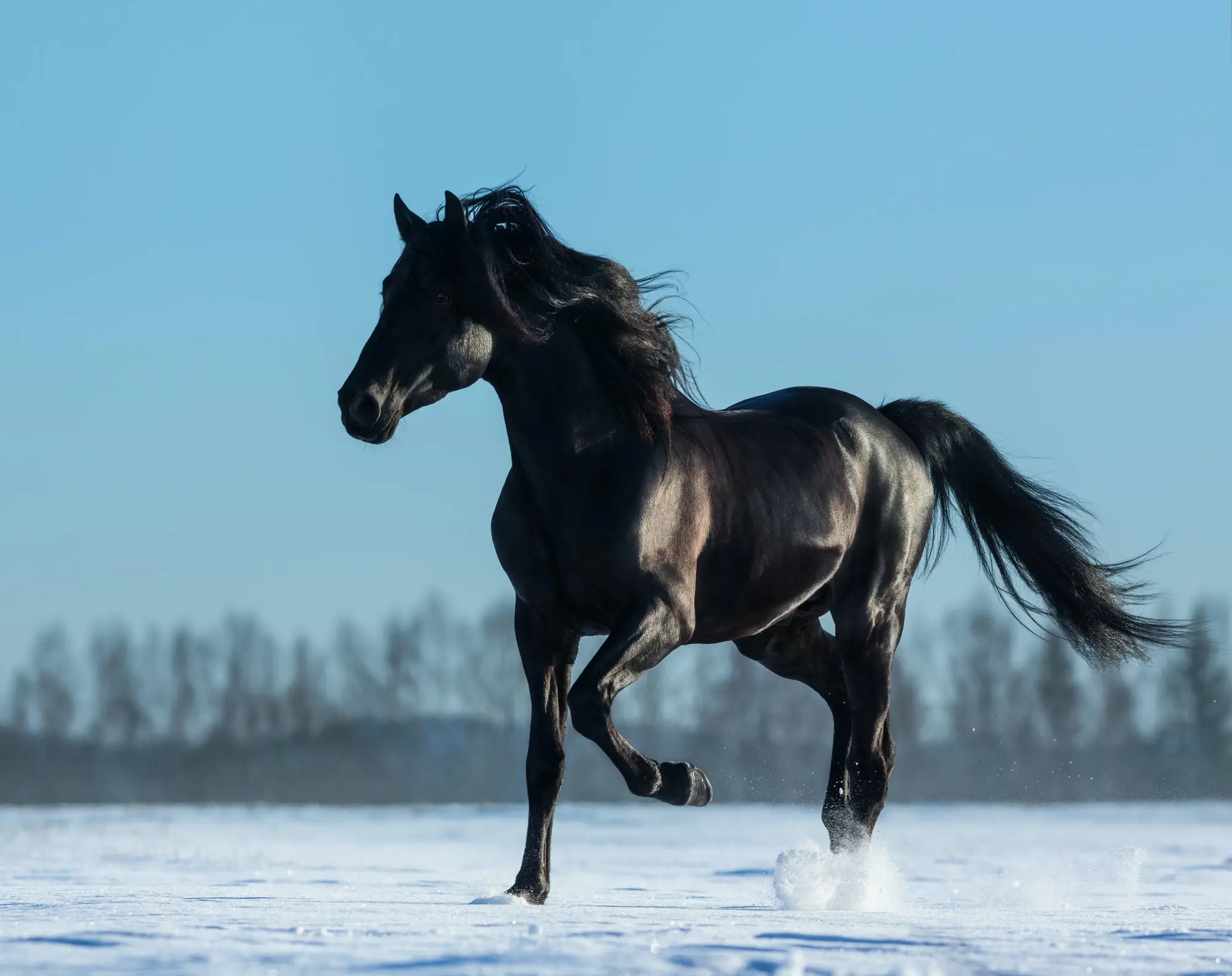 Fun Facts About Mustang Horses