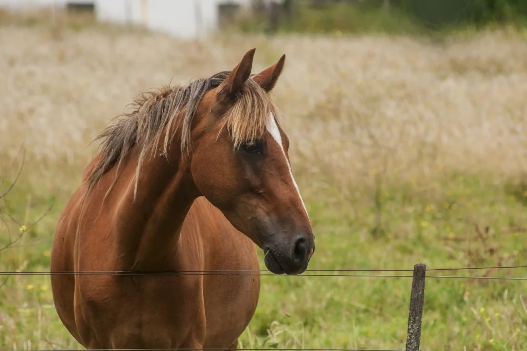 Fun Facts About Quarter Horses