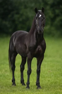Neapolitan Horse