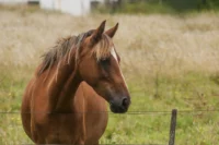 American Quarter Horse