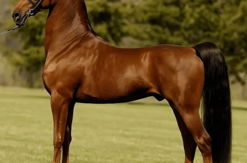 American Saddlebred Fun Facts