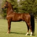 American Saddlebred Fun Facts